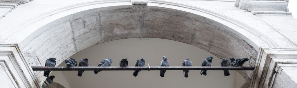 Venice pigeon